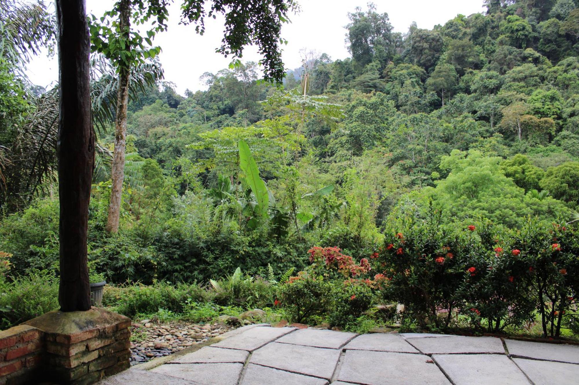 Mountain View Cottages & Villa Tangkahan Exterior photo