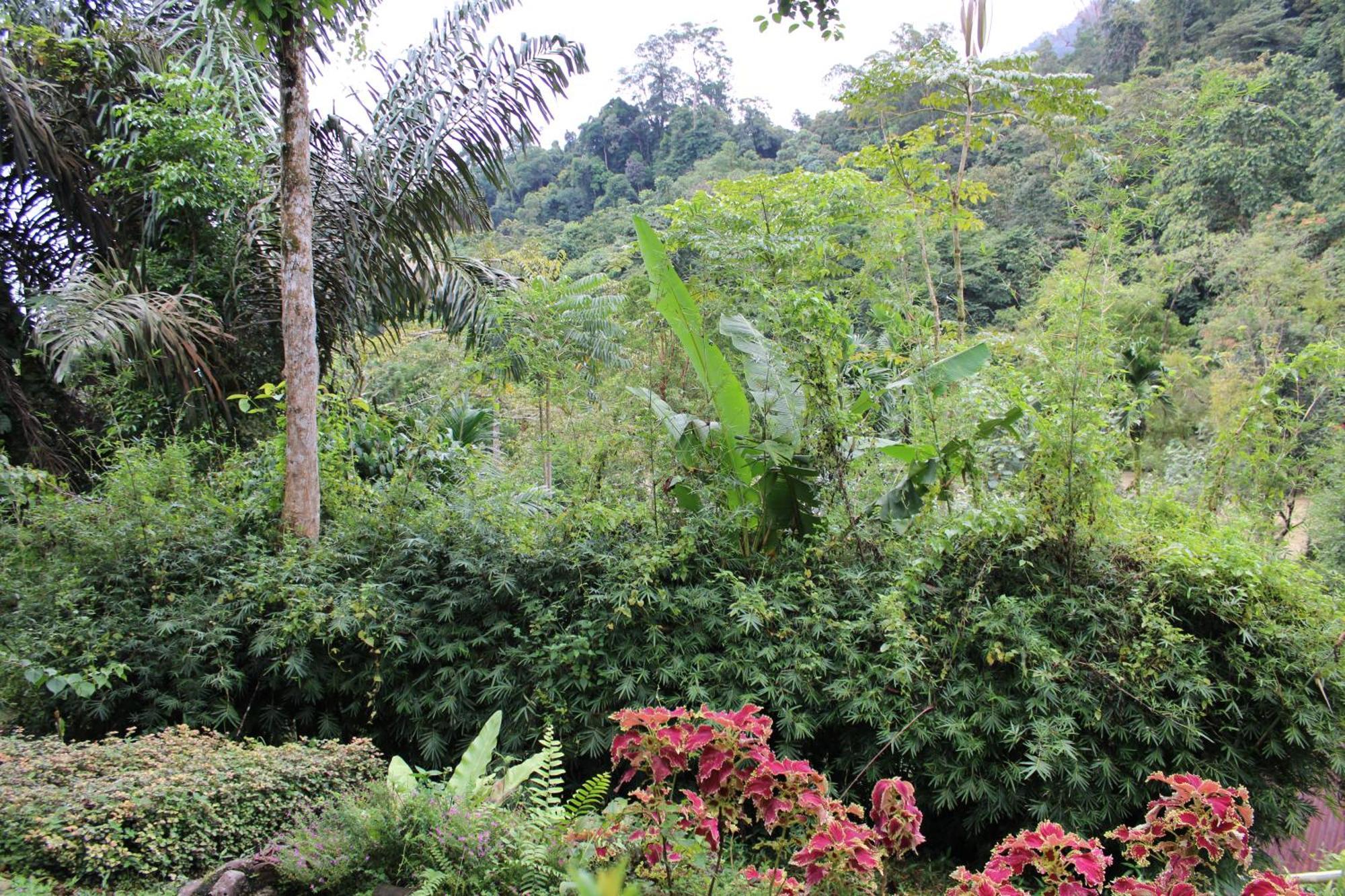 Mountain View Cottages & Villa Tangkahan Exterior photo
